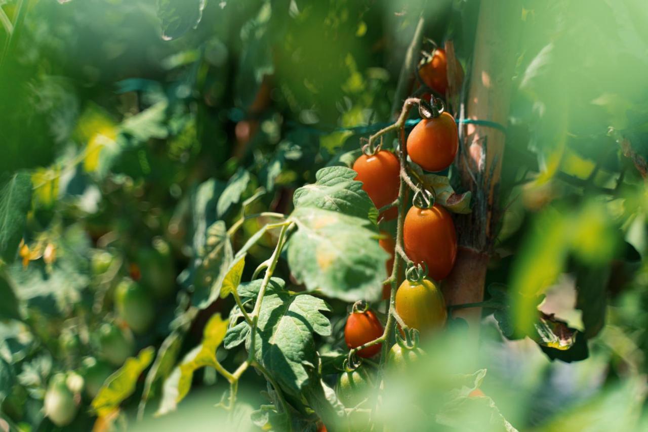B&B Il Giardino Di Gabri 로마 외부 사진