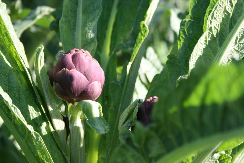B&B Il Giardino Di Gabri 로마 외부 사진