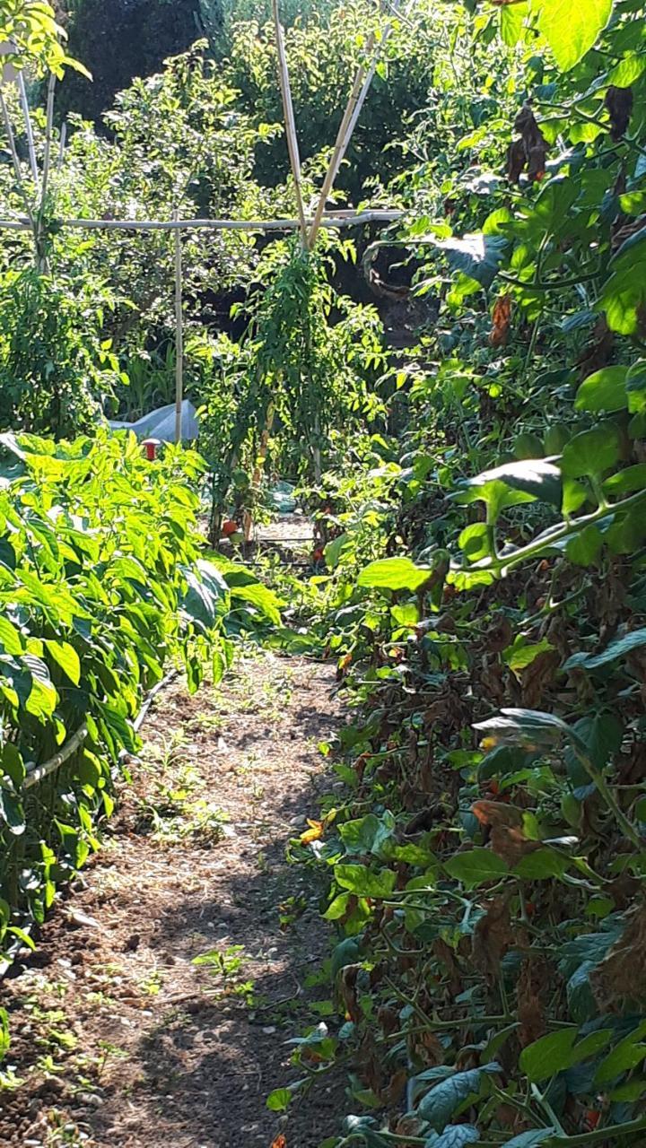 B&B Il Giardino Di Gabri 로마 외부 사진
